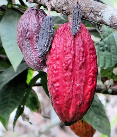 A cacao pod hanging from a tree, representing the ancient beginnings of chocolate.
